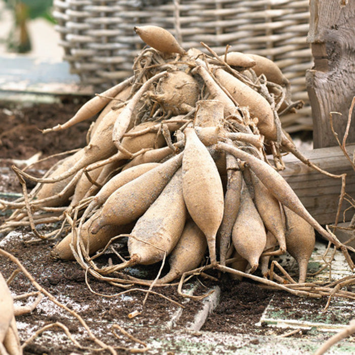 Dahlia Bulbs (Dinnerplate) - Shiloh Noelle