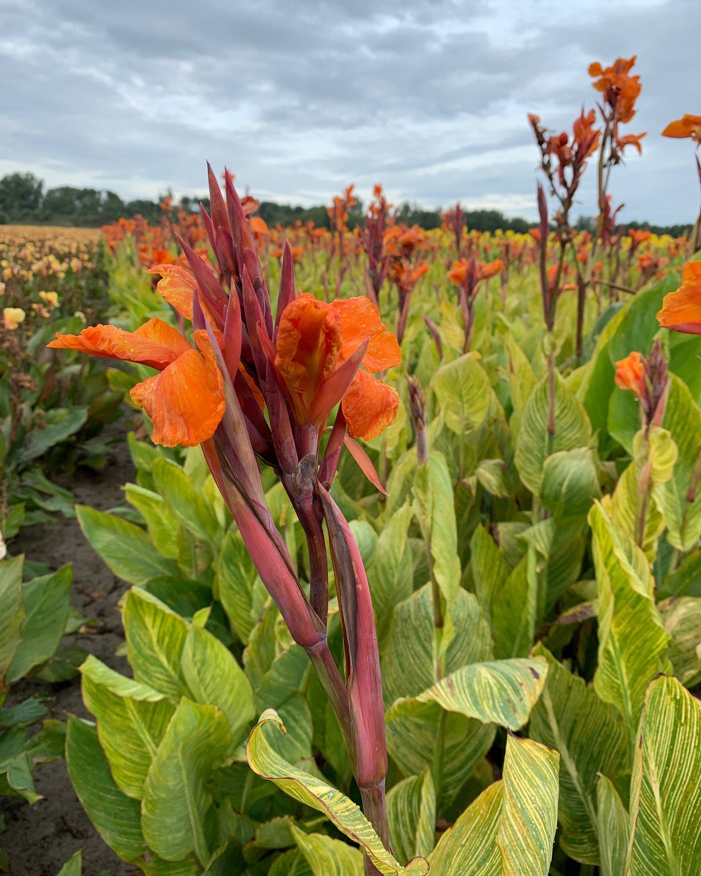 Canna 'Pretoria'