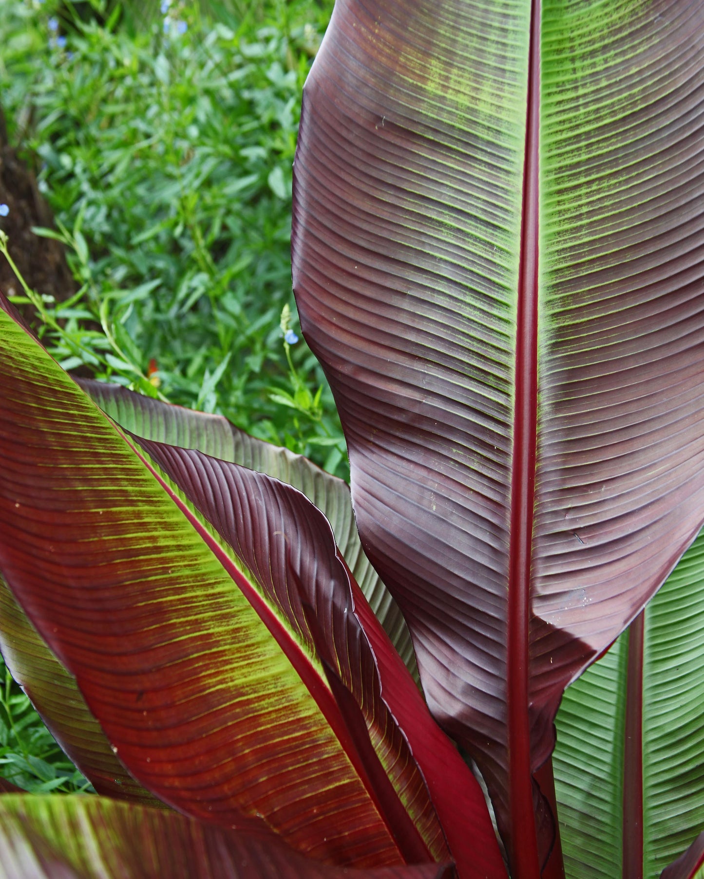 Canna 'Red Stripe'