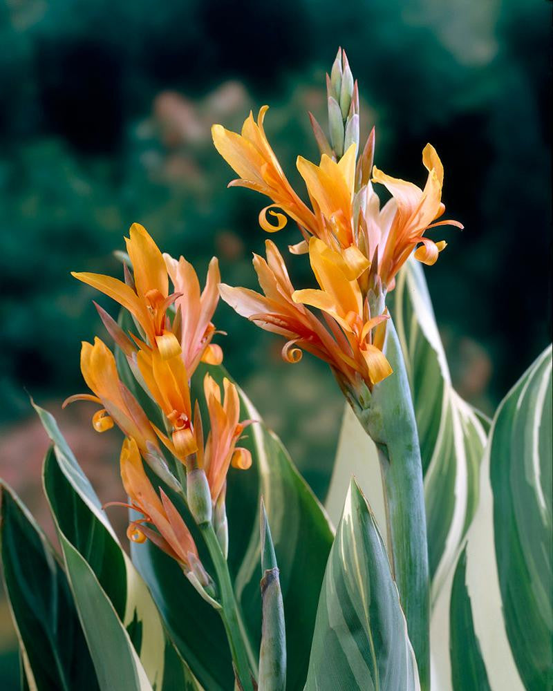 Canna 'Stuttgart'