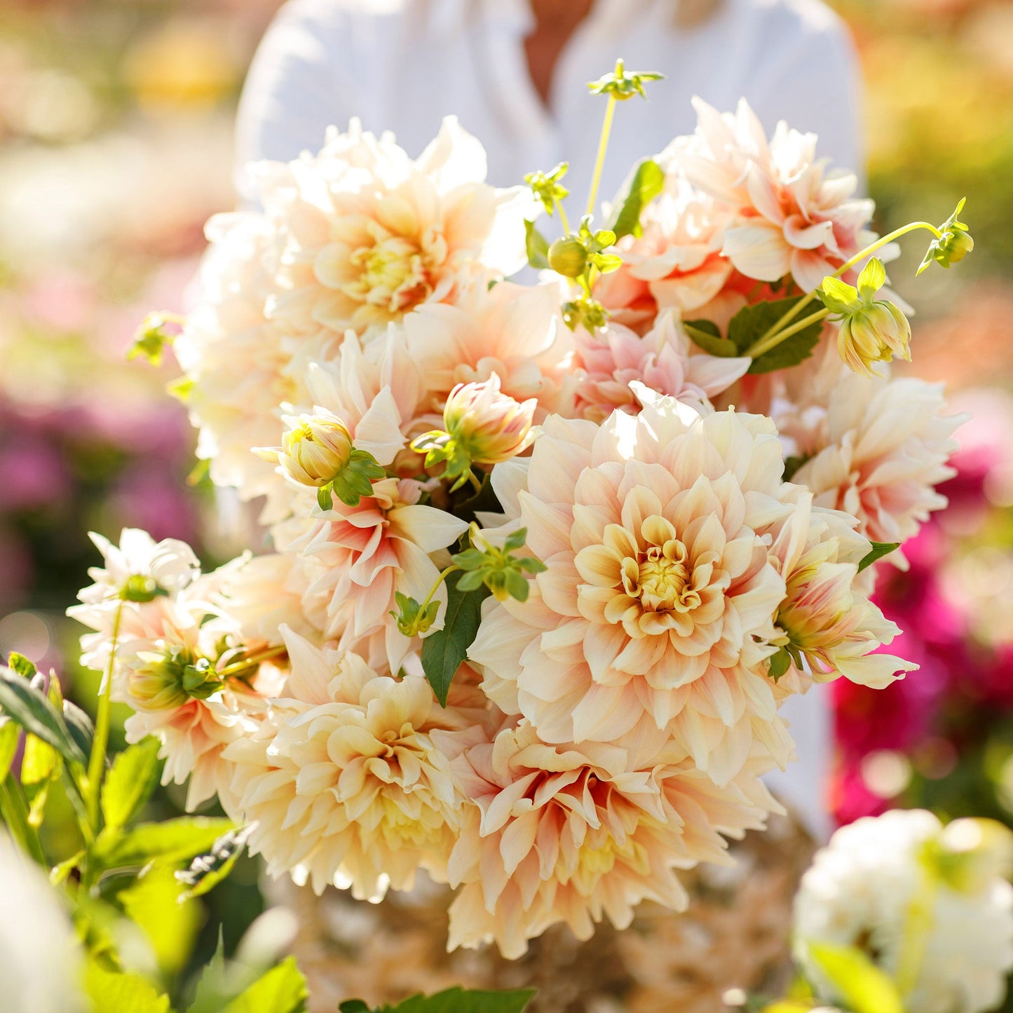 Dahlia Bulbs (Dinnerplate) - Break Out