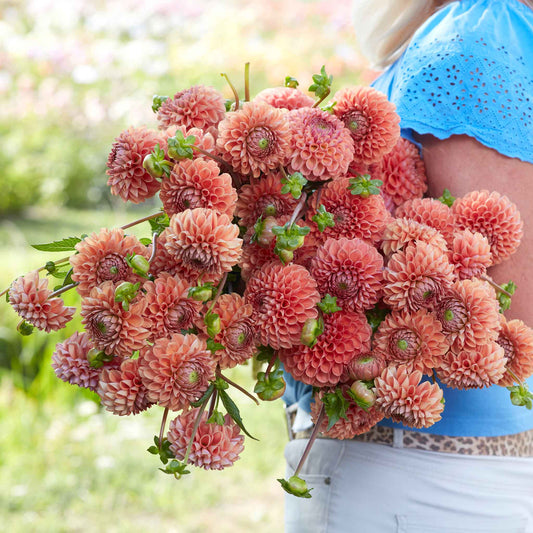 Dahlia Bulbs (Ball) - Cornel Bronze