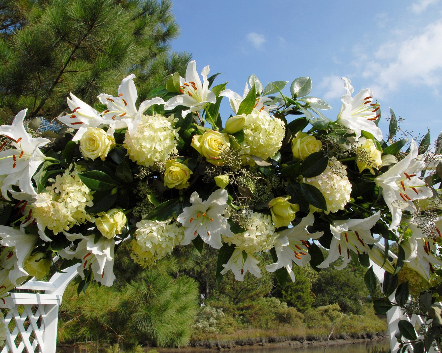 Lily 'Casa Blanca'