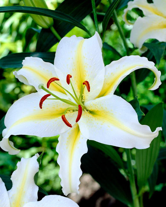 Lily 'Aubade'