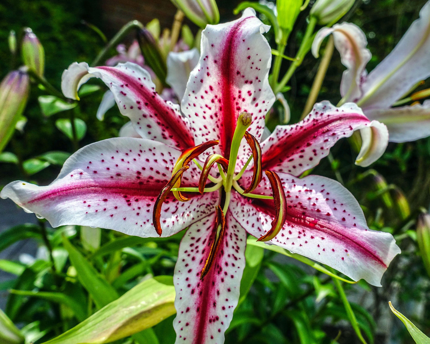 Lily 'Dizzy'