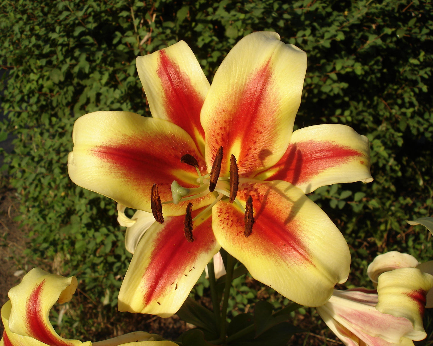 Lily 'Montego Bay'