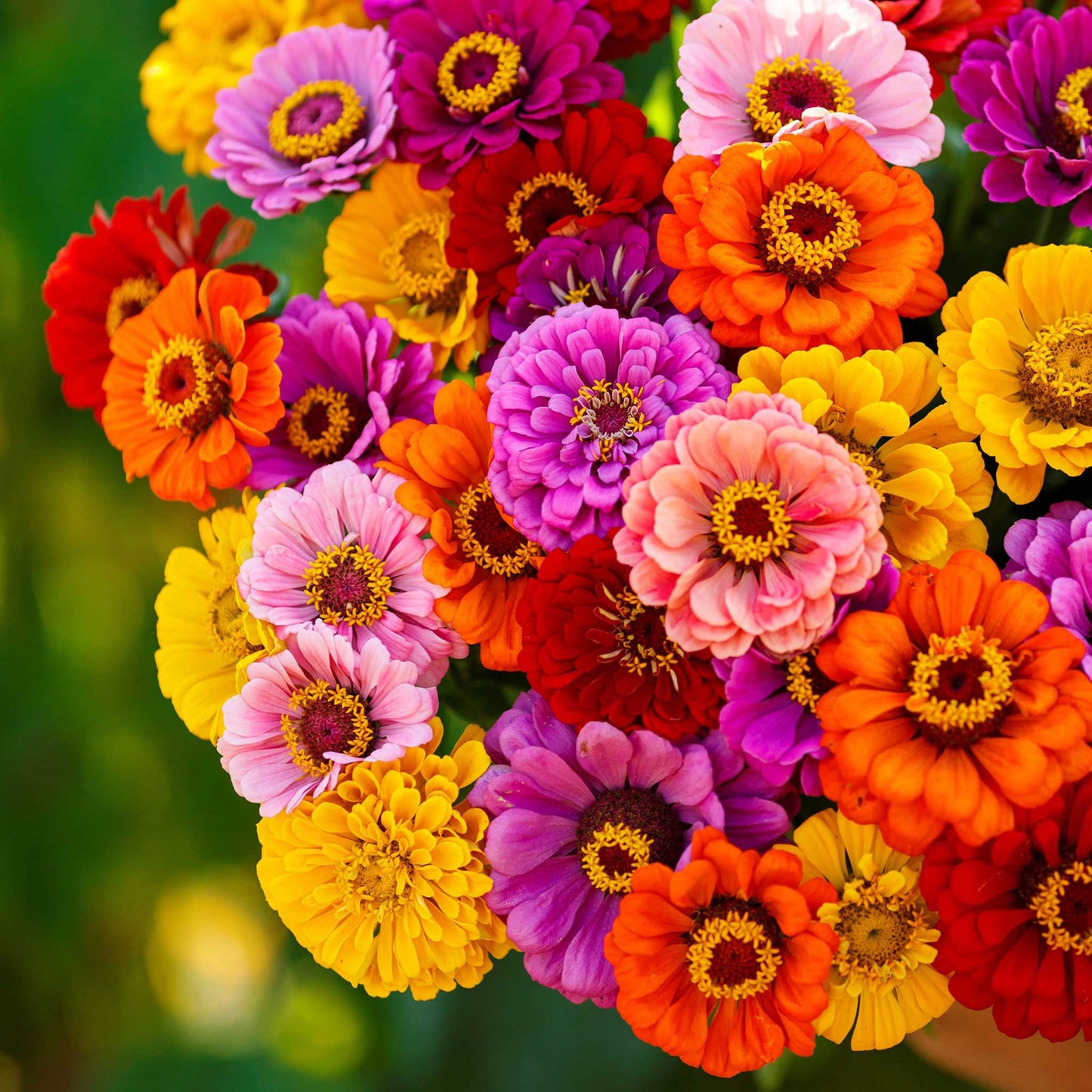 Zinnia Seeds - California Giants