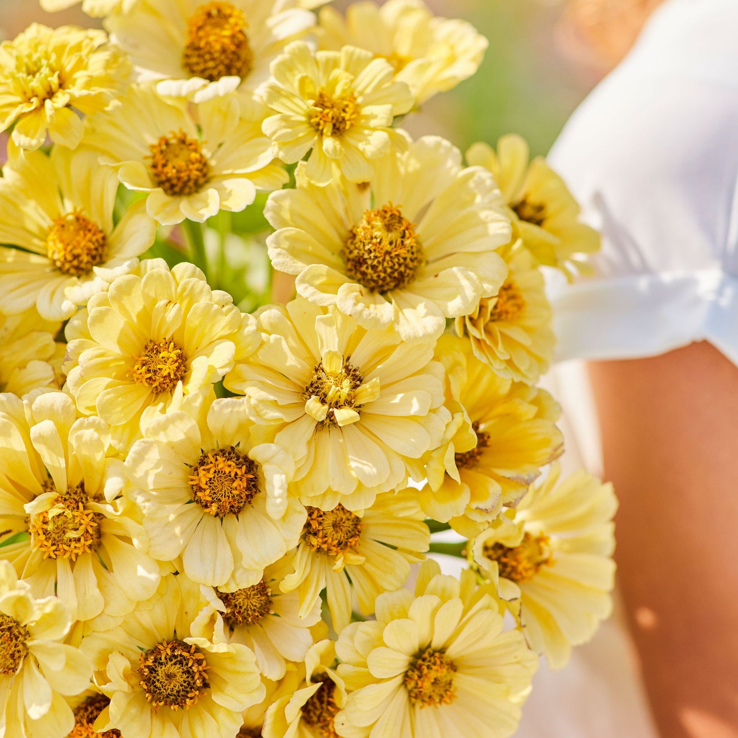 Zinnia Seeds - Isabellina