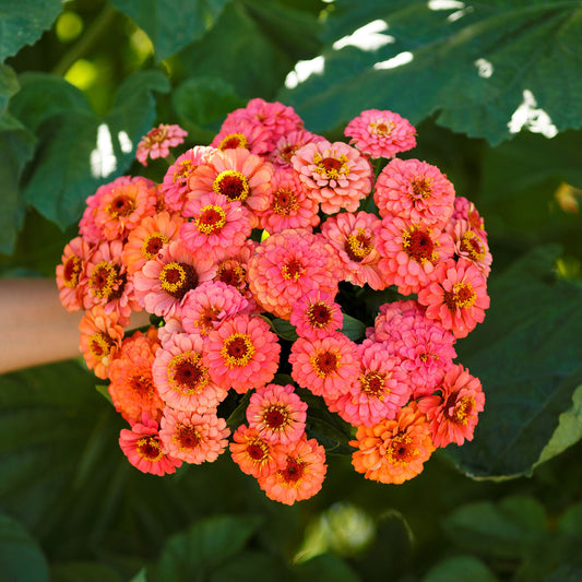 Zinnia Seeds - Pumila Salmon