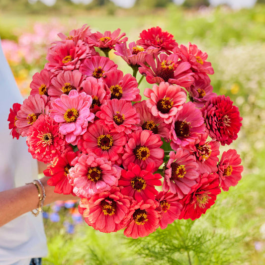 Zinnia Seeds - Salmon Queen