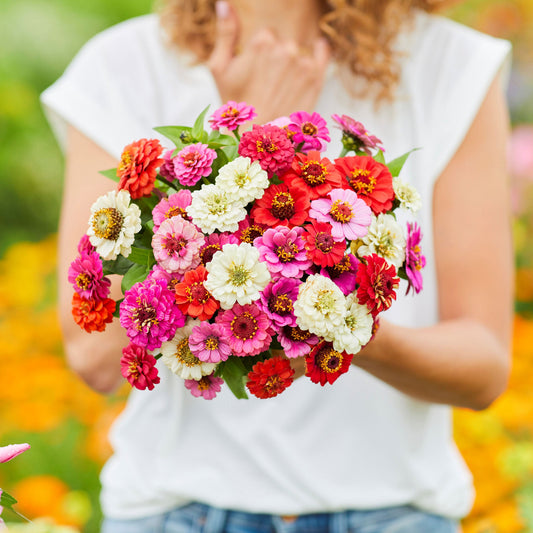 Zinnia Seeds (Dwarf) - Thumbelina